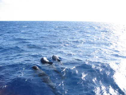 Dolphins off Starboard Side! It's a nautical term.